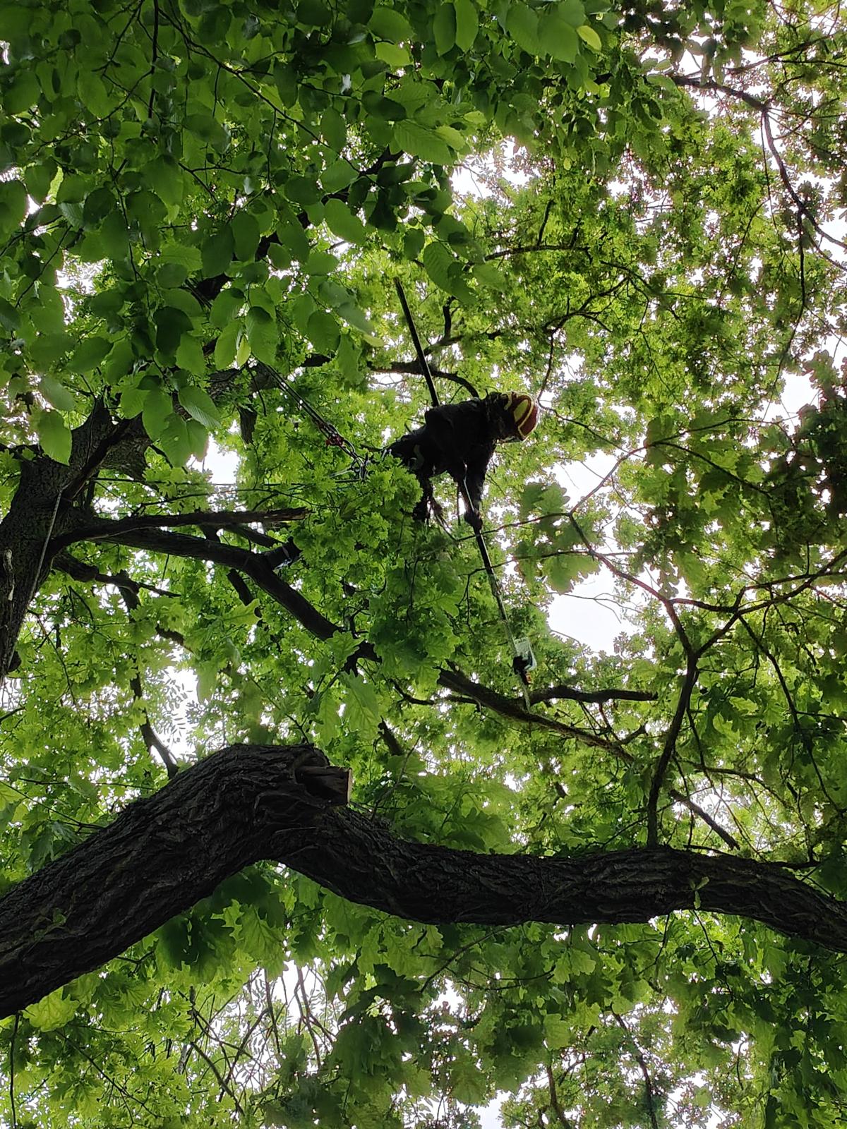 Baumfällung mit Seilklettertechnik in Leipzig