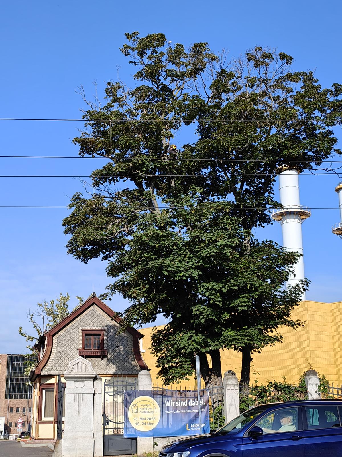 Professionelle Baumpflege und Kronenschnitt durch zertifizierte Arboristen