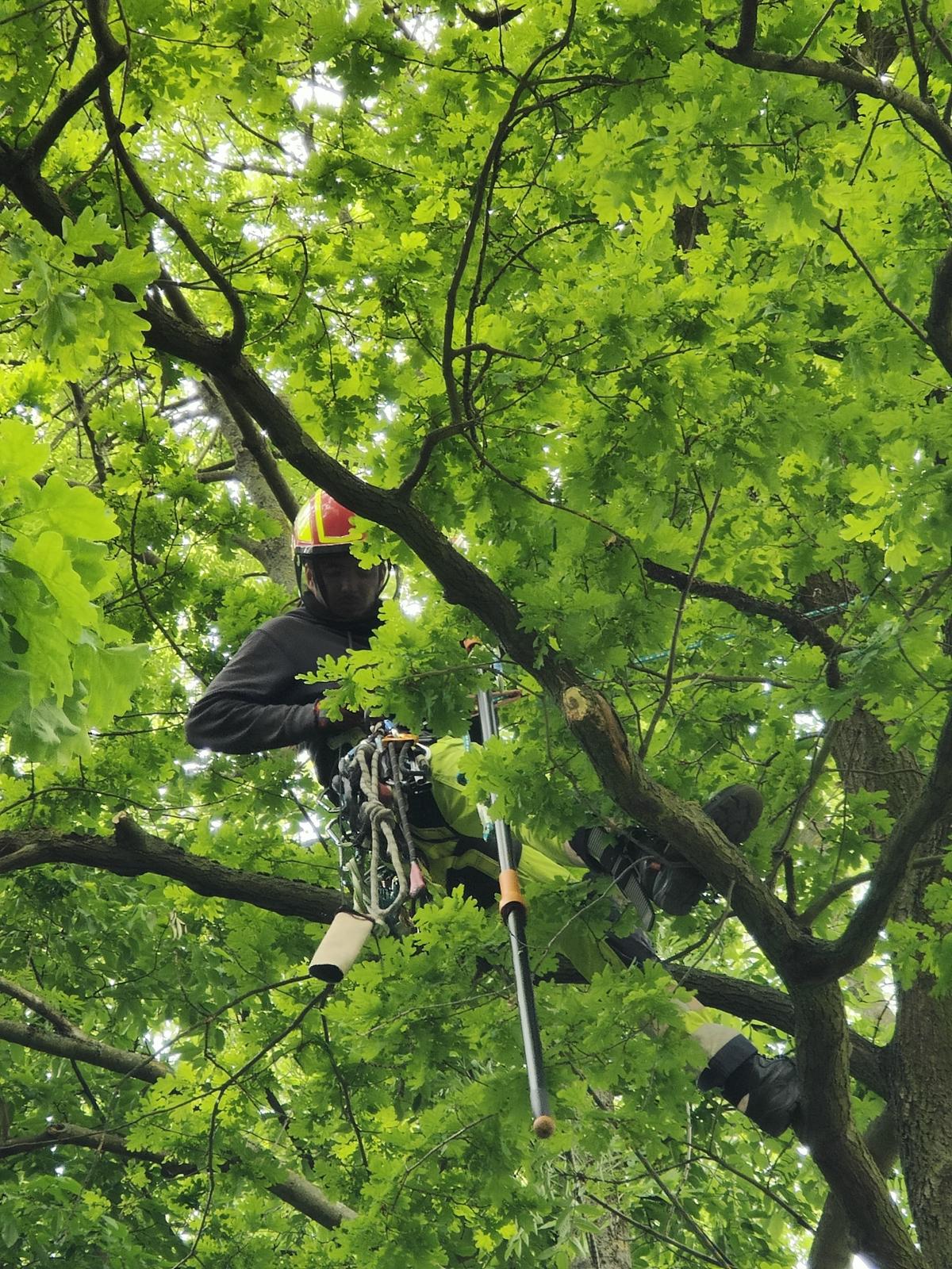 Professionelle Baumpflege auf engstem Raum