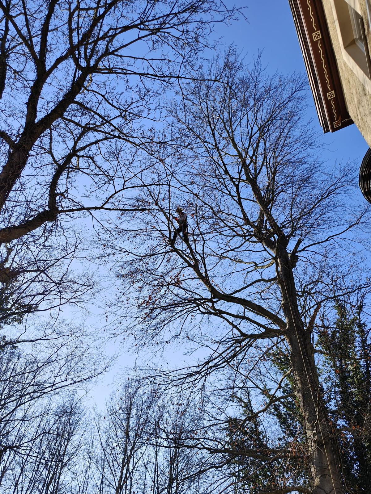 Arborist bei professioneller Baumfällung mit Seilklettertechnik