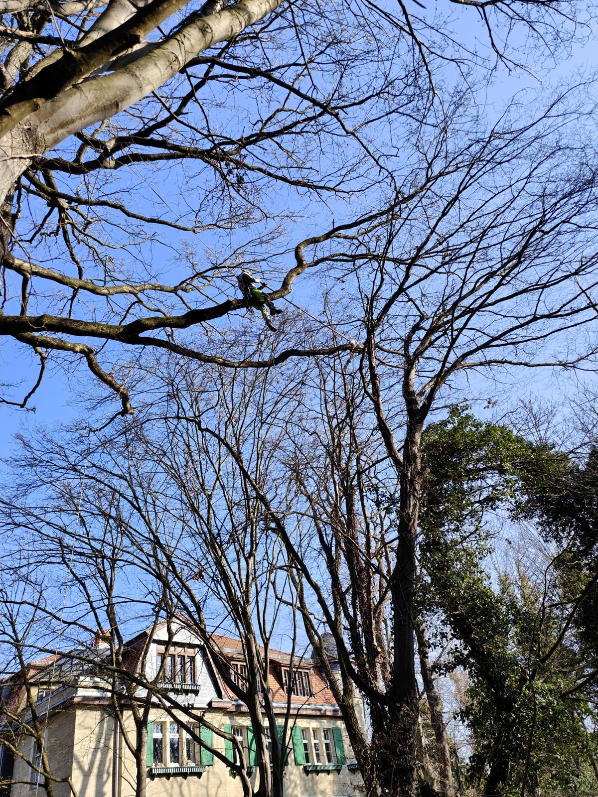 Baumpflege für Hausverwaltungen und Wohnanlagen Leipzig